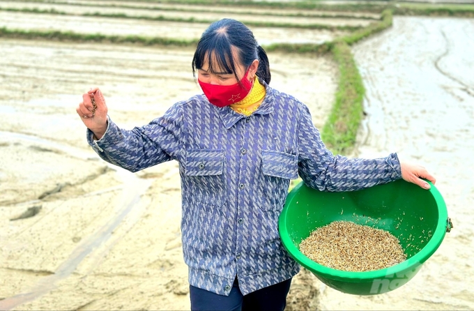 Chị Nguyễn Thị Loan, trú cùng xóm Hồ Sơn vừa vung tay gieo mẻ lúa giống còn lại trong chậu vừa nói: 'Năm nay mùa đông đến muộn nên chính vụ sản xuất gặp rét đậm, chúng tôi sản xuất rất vất vả'.