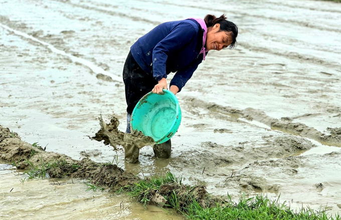 Bà con đang tập trung đắp bờ, giữ nước để làm ấm ruộng cho lúa phát triển.
