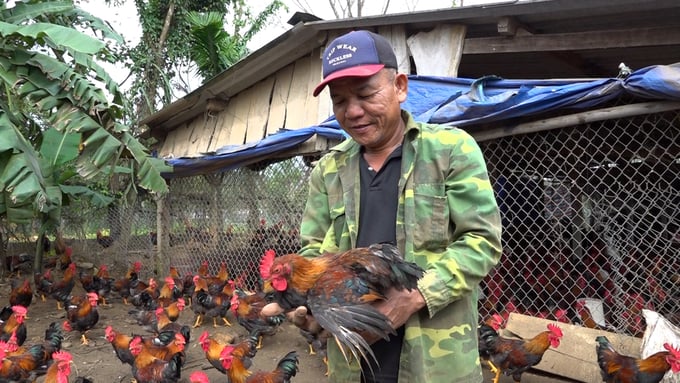 Những năm qua, nhiều hộ dân ở xã Tam Lộc (Phú Ninh, Quảng Nam) đã chuyển qua mô hình nuôi gà trống tơ phục vụ nhu cầu cúng Tết, mang lại hiệu quả cao. Ảnh: K.Y.