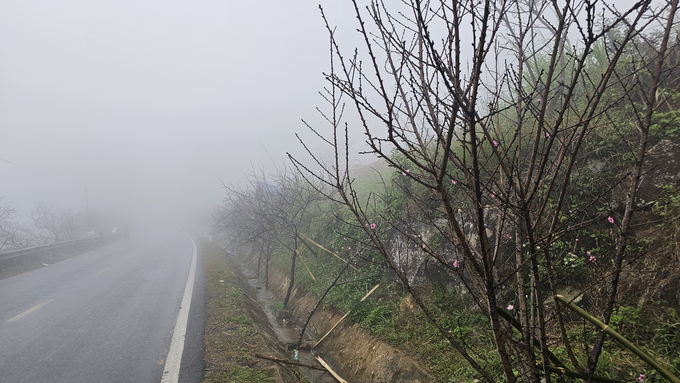 Khu vực đèo Giang Ma huyện Tam Đường (Lai Châu) có hàng trăm cành đào được người dân đặt 2 bên lề đường quốc lộ 4D - cửa ngõ vào thành phố Lai Châu. Số đào này do bà con vùng cao trồng trong vườn nhà, với mong muốn những cành đào bán được sẽ giúp họ có cái Tết đầy đủ hơn.