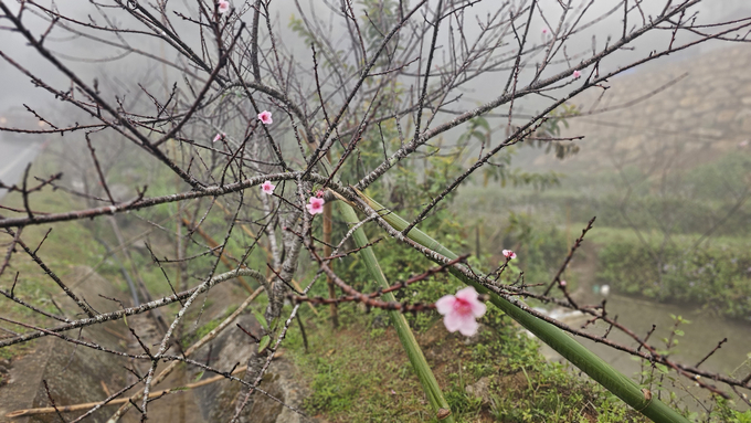 Cành đào vùng cao có thân xù xì, lá xanh thẫm xen lẫn chút rêu mốc do thời gian và khí hậu. Đào vùng cao không có nhiều hoa, hoa không dày đặc nhưng nhìn tổng thể lại trông rất đẹp mắt. 