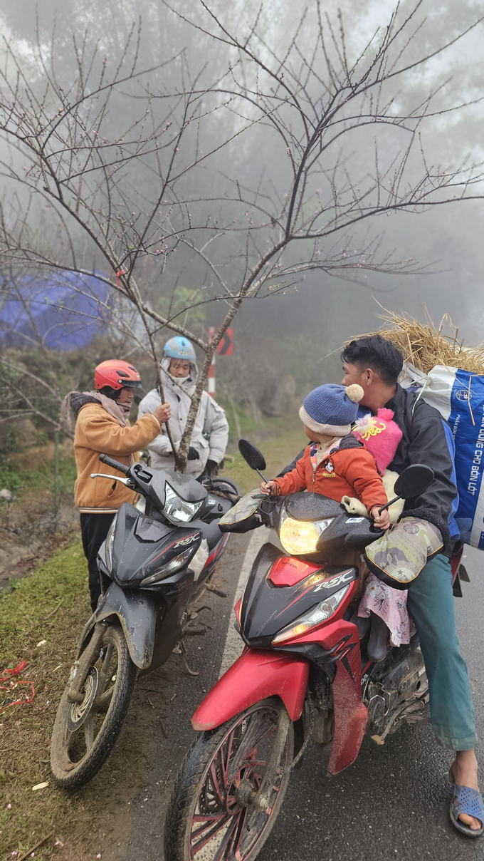 Cũng như người miền xuôi, cành đào để trong nhà giống như mang mùa xuân về. Để tìm được một cành đào ưng ý là rất khó. Trong ảnh là 2 vị khách đã chốt mua và chuẩn bị buộc cành đào chở về nhà. Cành đào được người đi đường quan tâm, hỏi giá.