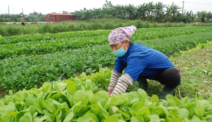 Nhiều người dân tại Hà Nội chưa có đủ điều kiện tiếp cận với nguồn thực phẩm lành mạnh, an toàn.