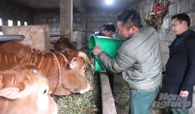 Việc phòng chống đói rét, bảo vệ sức khỏe của đàn gia súc cũng được người dân huyện Đồng Văn, tỉnh Hà Giang quan tâm. 