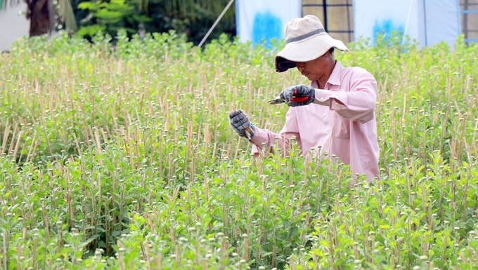 Người trồng hoa cúc Ninh Giang đang ngóng thương lái thu mua sỉ. Ảnh: KS.