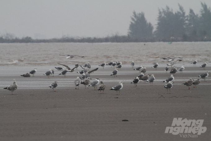 Những đàn chim di cư tìm đường về di trú tại Vườn Quốc gia Xuân Thủy mỗi năm.
