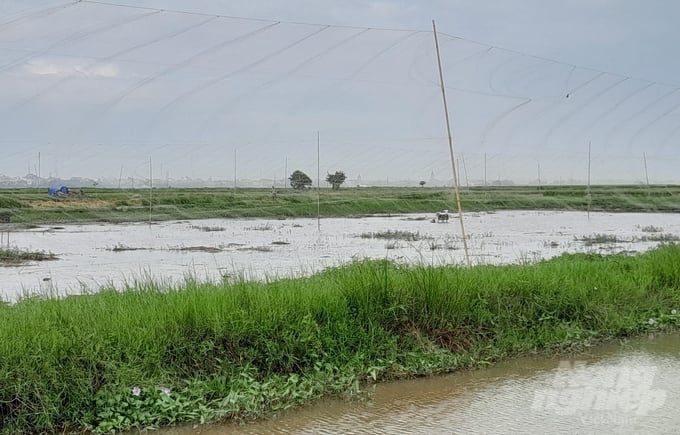 Lưới 'tàng hình' - một trong những loại lưới bẫy bắt chim trời được giăng trên những cánh đồng của huyện Giao Thủy.