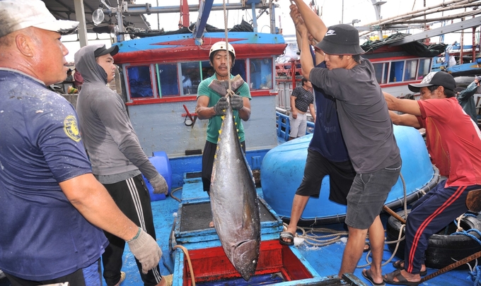 Ngư dân Phú Yên phấn khởi vì đánh bắt trúng cá ngừ đại dương. Ảnh: KS.