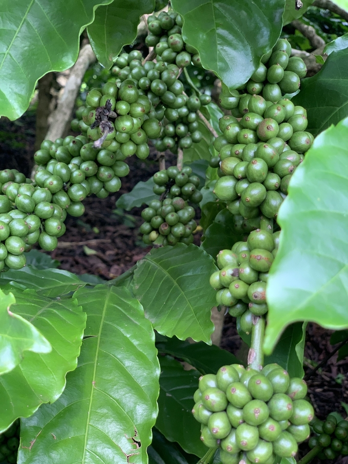 Cần quan tâm chăm sóc cà phê vào mùa khô để có năng suất cao.