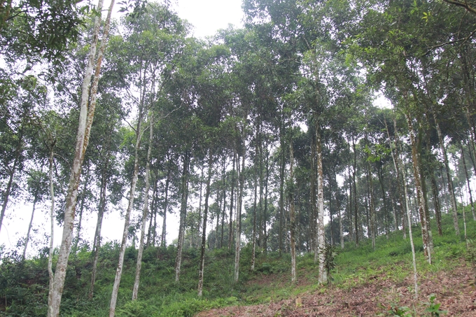 Xây dựng rừng giống cây lâm nghiệp bản địa có năng suất, chất lượng cao để phát huy tính đa dụng của rừng là mục tiêu của tỉnh Yên Bái. Ảnh: Thanh Tiến.