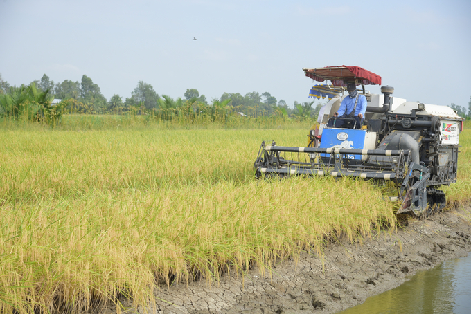 Huyện Vĩnh Thuận đang đẩy mạnh sản xuất lúa - tôm theo hướng hữu cơ. Ảnh: Diễm Trang.
