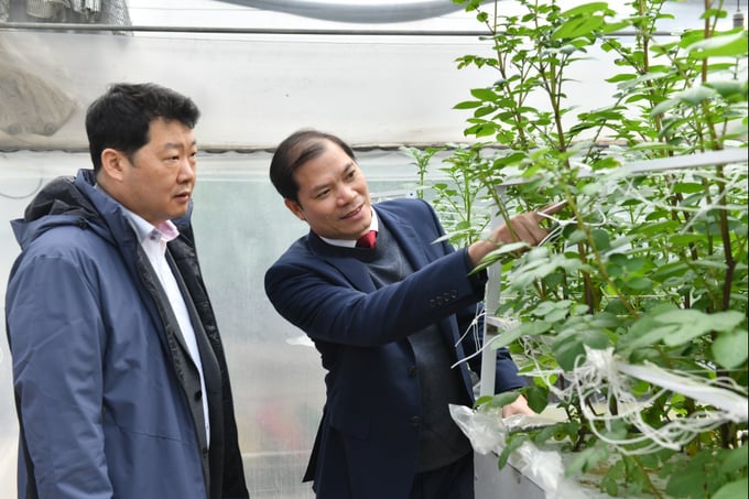Ông Nguyễn Xuân Trường, Viện trưởng Viện Sinh học Nông nghiệp giới thiệu cây giống với ông Yang Jin Han, Phó Tổng Giám đốc khối sản xuất Orion Food Vina. Ảnh: HT.
