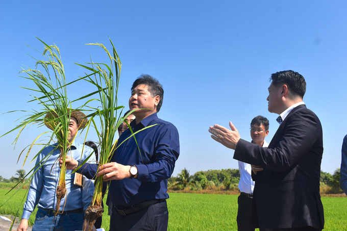Ông Lê Quốc Thanh đang so sánh sự phát triển của các bụi lúa trong thí nghiệm giảm phân bón. Ảnh: Minh Đảm.