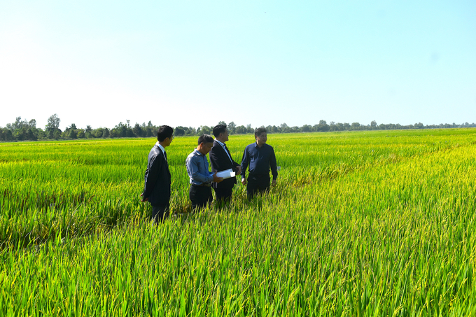 Đại biểu tham quan đánh giá các nghiệm thức của thí nghiệm. Ảnh: Minh Đảm.