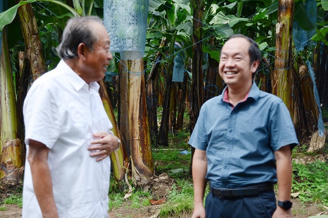 Nguyên Phó Thủ tướng Trương Hòa Bình (trái) thăm trang trại chuối của Unifarm tại Bình Dương.