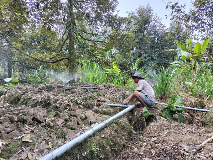 Hiện nay, nông dân Tiền Giang đã áp dụng phổ biến tưới nước tiết kiệm cho cây sầu riêng vào mùa khô. Ảnh: Minh Đảm.