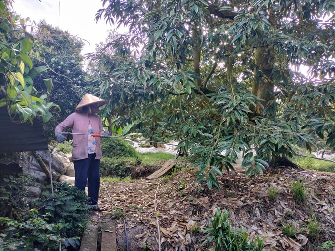 Chính quyền xã Ngũ Hiệp (huyện Cai Lậy) tuyên truyền người dân tích trữ nước, che phủ cỏ giữ ẩm gốc cây, tưới tiết kiệm nước nhằm hạn chế ảnh hưởng của hạn mặn. Ảnh: Minh Đảm.