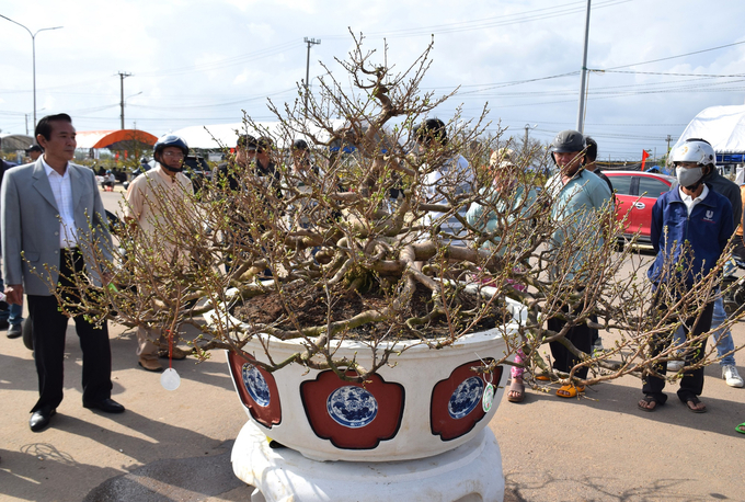 Khách tham quan đang thưởng ngoạn cây mai cảnh có dáng thế độc đáo tại Triển lãm mai vàng nghệ thuật Tết Giáp Thìn 2024 do thị xã An Nhơn (Bình Định) vừa tổ chức. Ảnh: V.Đ.T.