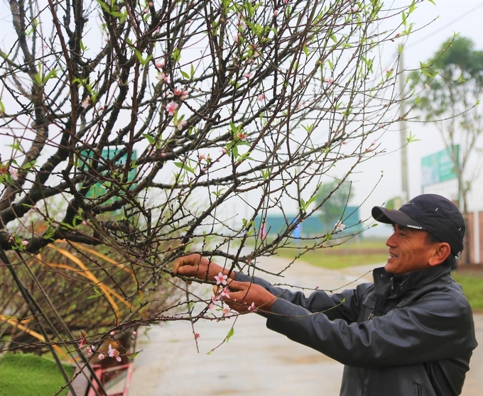 Người trồng đào ở xã Lưu Vĩnh Sơn (huyện Thạch Hà, Hà Tĩnh) đã sẵn sàng phục vụ thị trường Tết Nguyên đán Giáp Thìn. Ảnh: Ánh Nguyệt.