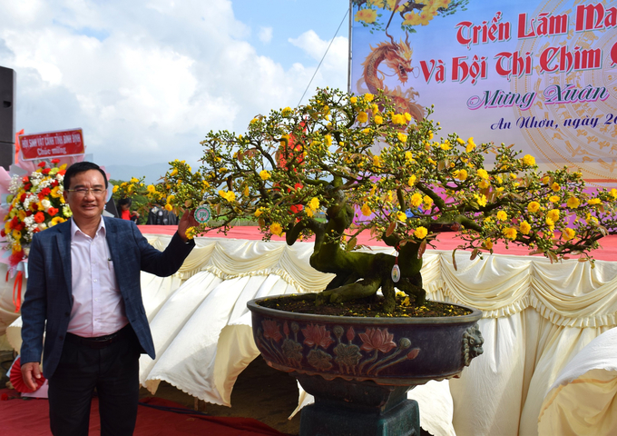 Ông Bùi Văn Cư, Phó Chủ tịch Thường trực UBND thị xã An Nhơn (Bình Định) bên cây mai vàng rực rỡ, sản phẩm của địa phương. Ảnh: V.Đ.T.