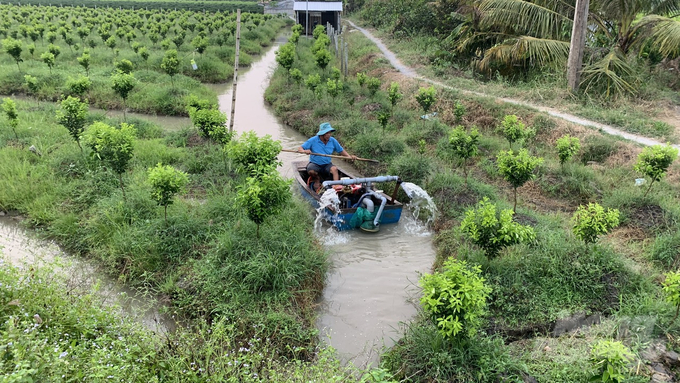 Nông dân cần sử dụng nước tiết kiệm để giảm rủi ro thiếu nước vào mùa khô. Ảnh: Hồ Thảo.