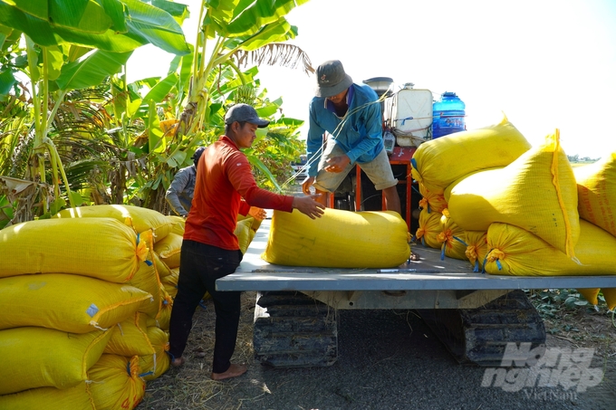 Thời gian gần đây, giá lúa đông xuân chững lại và sụt giảm nhẹ khoảng 200 – 650 đồng/kg. Ảnh: Kim Anh.