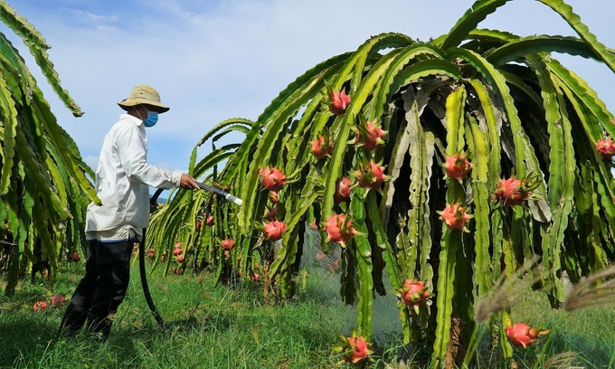 Thanh long được trồng nhiều nhất tại 3 tỉnh Bình Thuận, Long An, Tiền Giang. Ảnh:TL.
