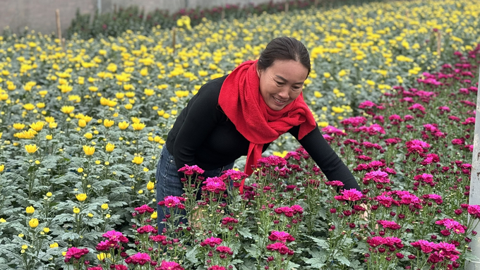 Những năm gần đây tại Hà Tĩnh đã có nhiều nhà vườn đầu tư, mở rộng sản xuất hoa Tết phục vụ thị trường tại địa phương. Ảnh: Ánh Nguyệt.