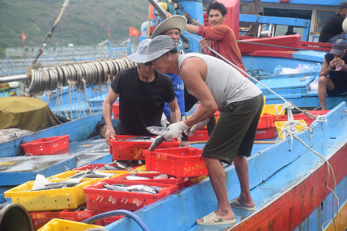 Tàu đánh bắt cá ngừ sọc dưa của ngư dân Bình Định cập Cảng cá Quy Nhơn bán sản phẩm. Ảnh: V.Đ.T.