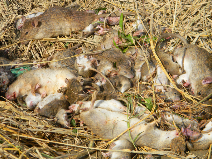 Từ đầu vụ đông xuân 2023-2024 đến nay, đã có 200 con chuột dính bẫy do nông dân Lê Minh Vui đặt quanh 7 sào ruộng của mình. Ảnh: V.Đ.T.