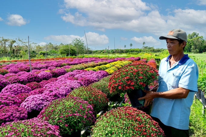 Nhà vườn miền Tây chuẩn bị hoa mang lên chợ hoa Xuân Bình Điền (TP.HCM). Ảnh: Satra.