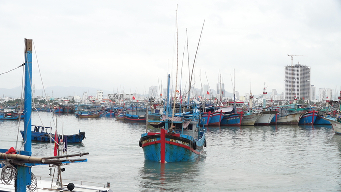 Tỉnh Khánh Hòa hiện có 3.192 tàu cá, trong đó nhóm tàu cá có chiều dài từ 15m trở lên là 659 tàu, chủ yếu khai thác cá ngừ đại dương với 473 tàu tham gia. Ảnh: PC.