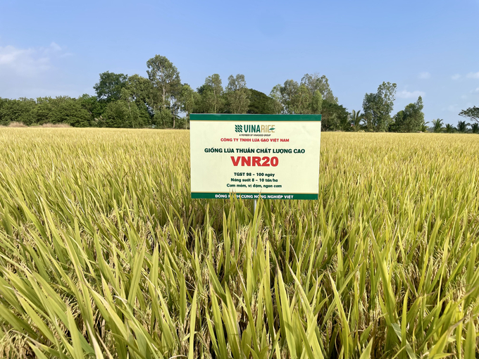 VNR20 là một trong những giống lúa thuần cao sản, được ưa chuộng và sử dụng rộng rãi trong sản xuất lúa gạo hiện nay.