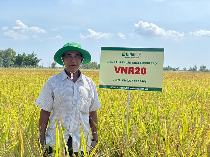 Ông Danh Ía cho rằng, các giống lúa khác khó 'ăn' được VNR20 về năng suất.