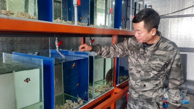 Chuyên viên Nguyễn Ngọc Đạt (Trung tâm Khuyến nông tỉnh Quảng Ninh) phụ trách nghiên cứu sinh sản nhân tạo cá khoang cổ nemo. Ảnh: Nguyễn Thành.