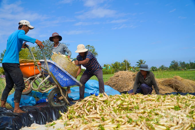 Thị xã Vĩnh Châu nổi tiếng với nghề trồng củ cải trắng, thời vụ thích hợp nhất vào mùa khô, từ tháng 10 đến tháng 3 âm lịch. Ảnh: Kim Anh.