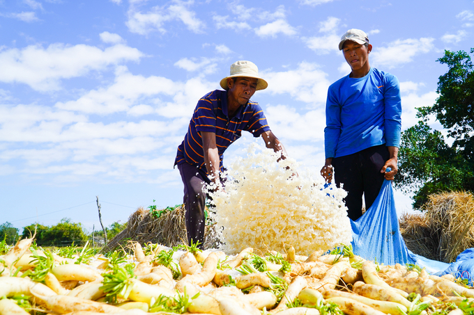 Củ cải trắng sau khi được nhổ lên, bà con nông dân vận chuyển về vị trí ủ đã được đào hố, trải bạt sẵn để bắt đầu công đoạn ủ, phơi làm xá bấu. Ảnh: Kim Anh.