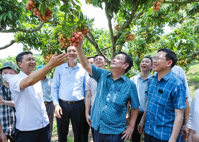 Quy hoạch minh bạch, có chiến lược dài hạn, Bắc Giang đang phát triển nền nông nghiệp bền vững làm trụ đỡ cho du lịch nông thôn. Ảnh: Phạm Hiếu.