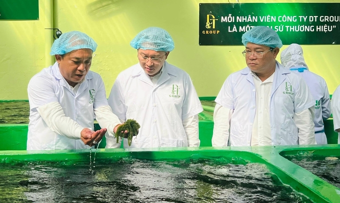 Bí thư Tỉnh ủy Khánh Hòa Nguyễn Hải Ninh (giữa) thăm khu sản xuất, chế biến rong nho của DT Group. Ảnh: KS.