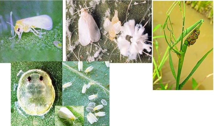 Quy trình sinh trưởng và gây hại của rầy phấn trắng hại lúa.
