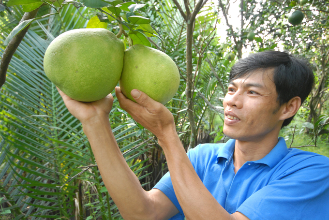 Nông dân trồng bưởi Tết ở huyện Châu Thành - Hậu Giang. Ảnh: Lê Hoàng Vũ.