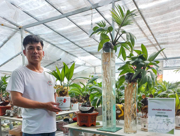 Đậu Thanh Tùng (huyện Bình Chánh) bên những chậu bonsai dừa với đủ các hình dáng. Ảnh: Nguyễn Thủy.