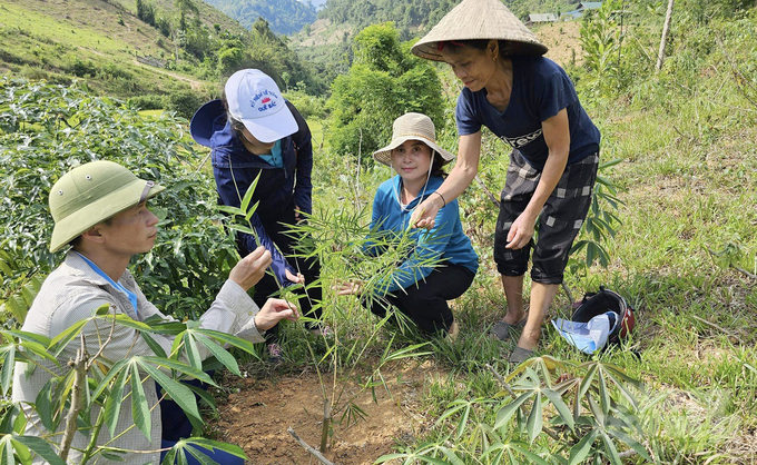 Phục tráng, bảo tồn và phát huy giá trị kinh tế từ cây mét là nhiệm vụ trọng tâm của huyện Tương Dương. Ảnh: Khôi An.