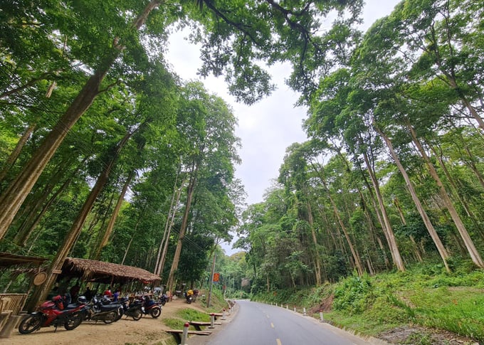 Với diện tích rừng tự nhiên khổng lồ, hàng năm Nghệ An thu hàng trăm tỷ đồng từ bán tín chỉ các bon. Ảnh: Việt Khánh.