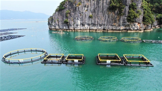 Quảng Ninh có lợi thế để phát triển nuôi trồng thủy sản bền vững. Ảnh: Nguyễn Thành. 