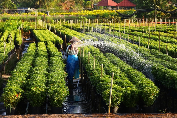 Làng hoa Sa Đéc, tỉnh Đồng Tháp được coi là 'thủ phủ hoa' lâu đời của ĐBSCL. Ảnh: Lê Hoàng Vũ.