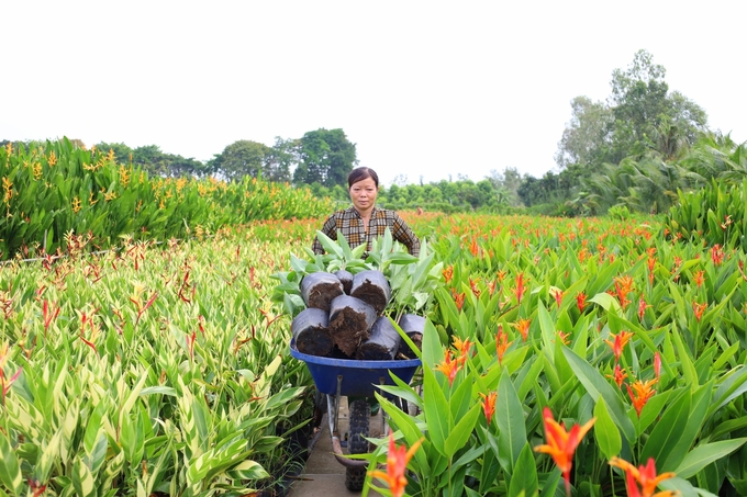 Những ngày cận Tết người trồng hoa ở Sa Đéc rộn ràng mang hoa, kiểng đi tiêu thụ ở các chợ. Ảnh: Lê Hoàng Vũ.