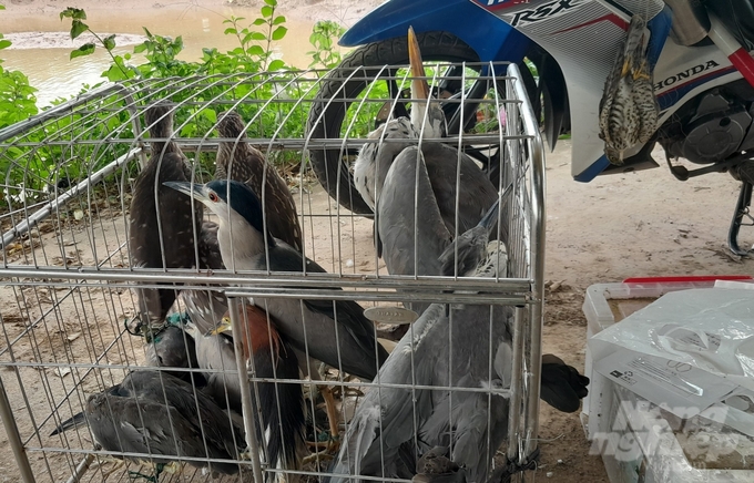 Nam Định chỉ đạo truy quét 'đầu nậu' buôn bán, vận chuyển chim hoang dã.