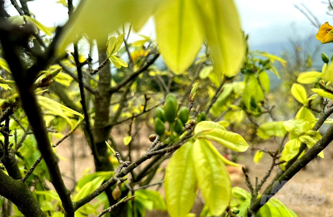 Đặc trưng riêng của mai vàng Kỳ Nam là lá cây xanh đậm, dày, bầu, mép lá có răng cưa nhọn.