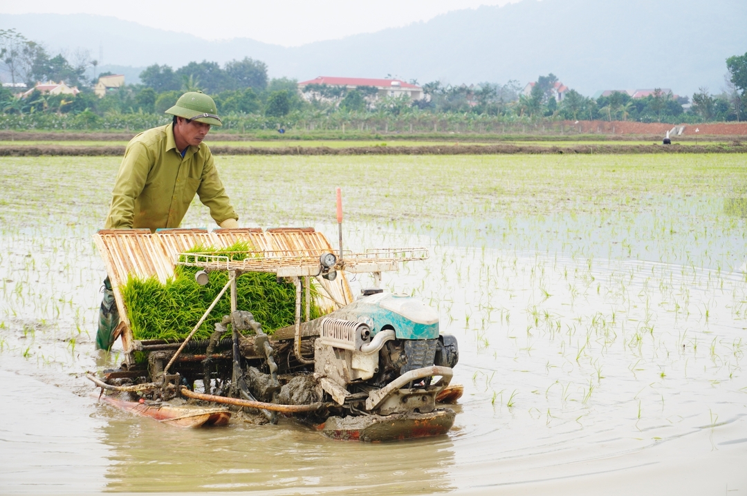 Nông dân xã Hà Sơn (huyện Hà Trung, Thanh Hóa) cấy lúa bằng máy và mạ khay. Cấy bằng máy giúp khoảng cách giữa các hàng và khóm lúa đều hơn, đảm bảo được mật độ.